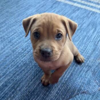 Butterscotch -  Labrador Retriever Dog for Adoption - Butterscotch | PetCurious
