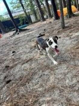 Ashanti -  Mixed Breed Dog for Adoption in Georgetown, South Carolina - Ashanti | PetCurious