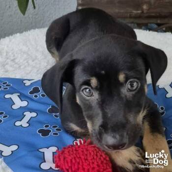 Ori -  Dachshund Dog for Adoption in Washington, District Of Columbia - Ori | PetCurious