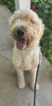 Neji -  Standard Poodle and Golden Retriever Dog for Adoption in Honolulu, Hawaii - Neji | PetCurious