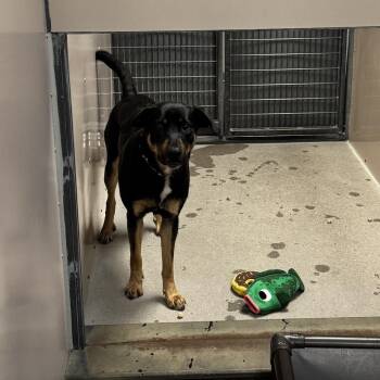 Kova -  Mixed Breed Dog for Adoption in Murray, Utah - Kova | PetCurious