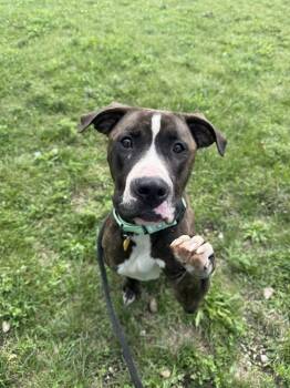 Rescue Bulldog Dogs for Adoption in Cleveland, Ohio - Tessia | PetCurious