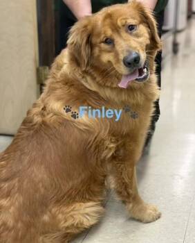 Golden Retriever Dogs Available for Adoption in Killingworth, Connecticut - Finley #5 | PetCurious
