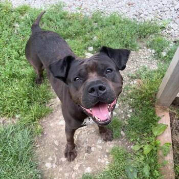 Rylo -  Mixed Breed Dog for Adoption in Columbia, Missouri - Rylo | PetCurious