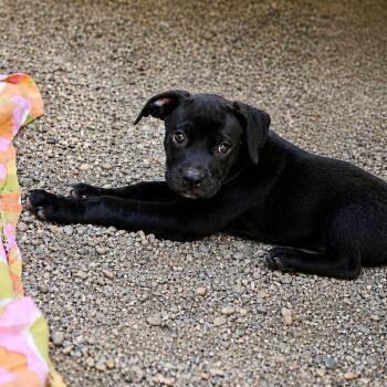 Terrier Dogs Available for Adoption in Hopkinton, Massachusetts - Anna | PetCurious