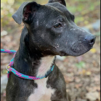 Rescue Mixed Breed Dogs for Adoption in Yanceyville, North Carolina - Velvet 25-1619 | PetCurious