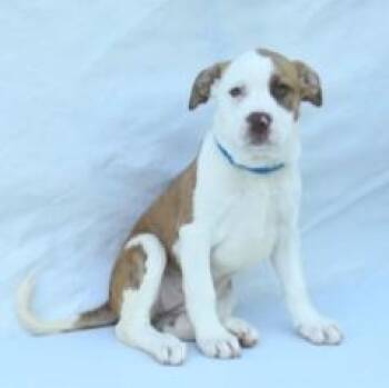 Hound and Mixed Breed Dogs Available for Adoption in Kansas City, Missouri - Kimmie | PetCurious