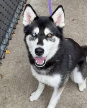 Salem -  Siberian Husky Dog for Adoption in Chicago, Illinois - Salem | PetCurious