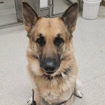 Bubba -  German Shepherd Dog Dog for Adoption in Ballston Spa, New York - Bubba | PetCurious