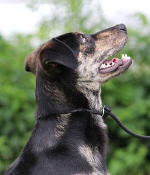 Chicha -  Mixed Breed Dog for Adoption in Portage, Wisconsin - Chicha | PetCurious