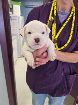 GUS* -  American Bulldog and Pit Bull Terrier Dog for Adoption in Santa Cruz, California - GUS* | PetCurious
