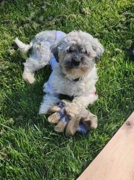 Sage in Wilmington, Delaware -  Havanese Dog for Adoption in Livonia, Michigan - Sage In Wilmington, Delaware | PetCurious