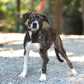 Rhonda -  Hound Dog for Adoption in Wake Forest, North Carolina - Rhonda | PetCurious