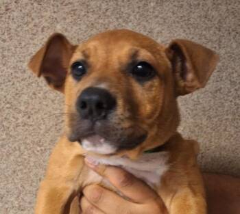 Terrier Dogs Available for Adoption in Dublin, California - Peach | PetCurious