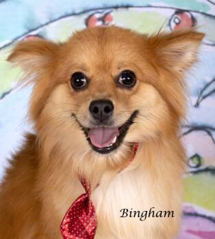 Bingham -  Pomeranian and Shepherd Dog for Adoption in Gilbert, Arizona - Bingham | PetCurious