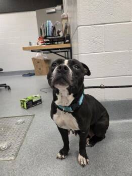 Pit Bull Terrier Dogs Available for Adoption in Indianapolis, Indiana - SADIE JOLENE SUE | PetCurious