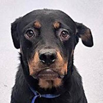 Dawn - URGENT -  Rottweiler Dog for Adoption in Thousand Oaks, California - Dawn - URGENT | PetCurious