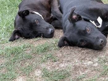 GRETA & SHARLA -Bonded Pair -  Black Labrador Retriever Dog for Adoption in Fosters, Alabama - GRETA & SHARLA -Bonded Pair | PetCurious
