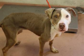 GARNER -  Mixed Breed Dog for Adoption in Columbia, South Carolina - GARNER | PetCurious