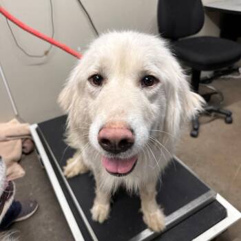 Kumoko -  Great Pyrenees Dog for Adoption in Blair, Wisconsin - Kumoko | PetCurious