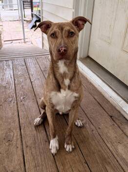Tillman -  Pit Bull Terrier Dog for Adoption in Eastman, Georgia - Tillman | PetCurious