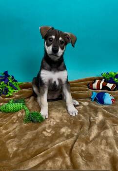 Shepherd and Husky Dogs Available for Adoption in Phoenix, Arizona - Herring | PetCurious