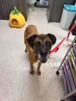 Norma Jean -  Boxer Dog for Adoption in Morristown, Tennessee - Norma Jean | PetCurious