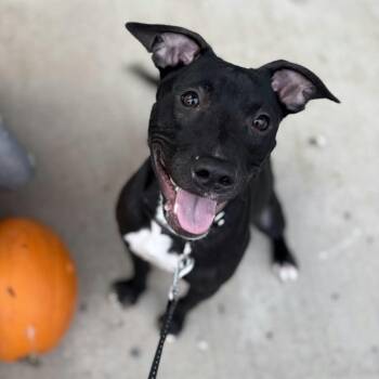 Starlight -  Terrier Dog for Adoption in North Syracuse, New York - Starlight | PetCurious