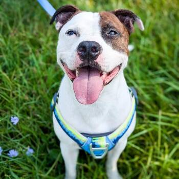 Rescue Pit Bull Terrier Dogs for Adoption in Detroit, Michigan - Lucki | PetCurious