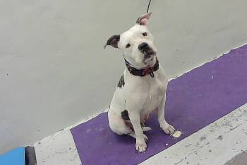 Rescue American Staffordshire Terrier and Mixed Breed Dogs for Adoption in Houston, Texas - SKYE | PetCurious