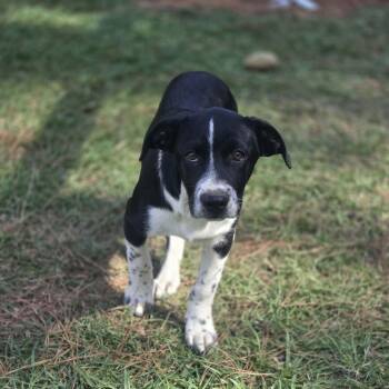 Feyre -  Catahoula Leopard Dog Dog for Adoption in Tylertown, Mississippi - Feyre | PetCurious
