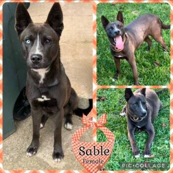 Sable -  Catahoula Leopard Dog and Shepherd Dog for Adoption in El Dorado, Arkansas - Sable | PetCurious