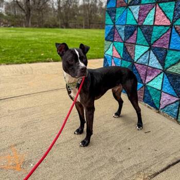 Mixed Breed Dogs Available for Adoption - Skipper | PetCurious