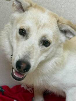 Willow -  Mixed Breed Dog for Adoption in Rawlins, Wyoming - Willow | PetCurious