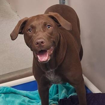 Chocolate Labrador Retriever and Mixed Breed Dogs Available for Adoption in Murray, Utah - Mila | PetCurious