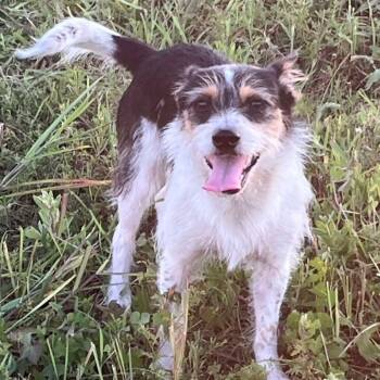 Rescue Mixed Breed Dogs for Adoption in Tomball, Texas - Mocha | PetCurious