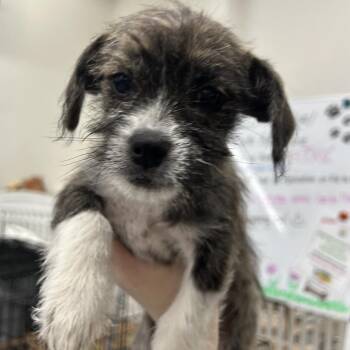 BUTTERCUP -  Terrier and Mixed Breed Dog for Adoption in Richmond, California - BUTTERCUP | PetCurious