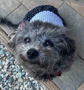 26Paris Baguette -  Poodle Dog for Adoption in Shingle Springs, California - 26Paris Baguette | PetCurious