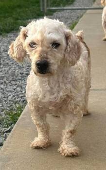 Poodle Dogs Available for Adoption in Sparta, Illinois - Kalist | PetCurious
