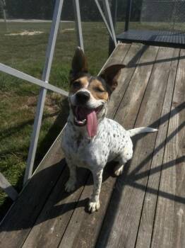 Poli -  Australian Cattle Dog Blue Heeler and Mixed Breed Dog for Adoption in Osage Beach, Missouri - Poli | PetCurious