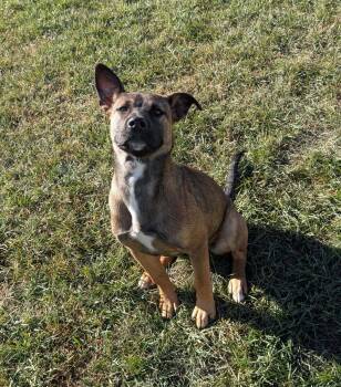 Rescue Belgian Shepherd Malinois Dogs for Adoption in Wetaskiwin, Alberta - Hazelnut | PetCurious