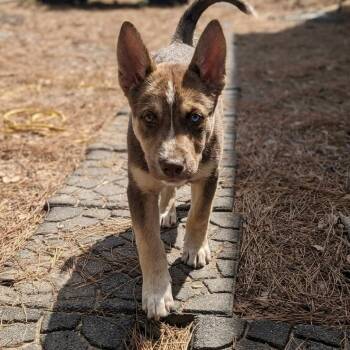Taji -  Husky Dog for Adoption in Houston, Texas - Taji | PetCurious