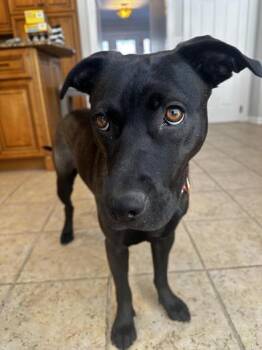 Labrador Retriever and Belgian Shepherd Malinois Dogs Available for Adoption - Maggie | PetCurious