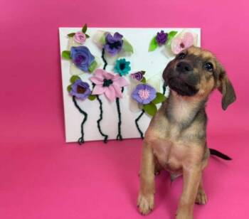 BlackBerry -  Shepherd and Chow Chow Dog for Adoption in Phoenix, Arizona - BlackBerry | PetCurious