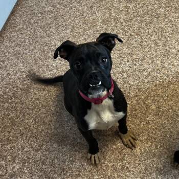 Lucy -  Boston Terrier and Boxer Dog for Adoption in Harrisville, West Virginia - Lucy | PetCurious