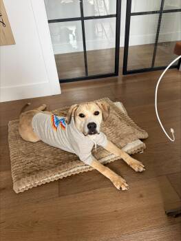 Yellow Labrador Retriever and American Staffordshire Terrier Dogs Available for Adoption - Hank - Affectionate Puppy | PetCurious