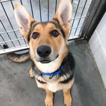 German Shepherd Dog Dogs Available for Adoption in Dover, New Hampshire - Princess | PetCurious