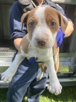 Mixed Breed Dogs Available for Adoption in Dallas, Texas - PUP3 | PetCurious