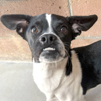 Rescue Chihuahua and Mixed Breed Dogs for Adoption in Goleta, California - Shorty | PetCurious