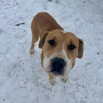 American Bulldog Dogs Available for Adoption - Kane | PetCurious